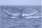walvisvin 2