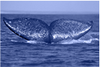 walvisvin 3